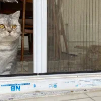 گمشده ( درصورت پیدا شدن مژدگانی تقدیم می شود )