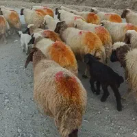 گوسفند میش و بره|حیوانات مزرعه|شیروان (لرستان), |دیوار