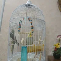 عروس هلندی مولد|پرنده|مشهد, هدایت|دیوار