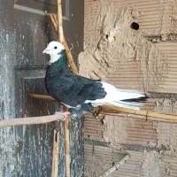 دو تا کفتر خوب دونه ۲۰۰|پرنده|پاکدشت, حصار امیر|دیوار