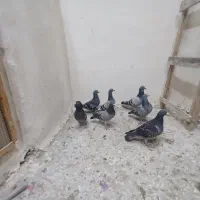 فروش چند عدد نرپر|پرنده|تلنگ, |دیوار