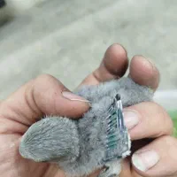 جوجه برزیلی همه رنگ.گرینچیک راهب خورشیدی|پرنده|پاکدشت, پاکدشت (مامازند)|دیوار