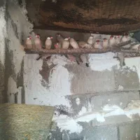 فنچ شکلاتی