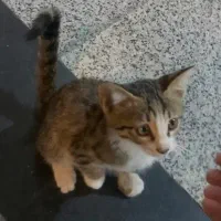 بچه گربه خیلی بغلی