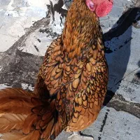 خروس سیبرایت اصل|حیوانات مزرعه|مشگین شهر, |دیوار