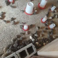 بلدرچین سرایان|حیوانات مزرعه|فردوس (خراسان), |دیوار