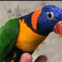 خریدار انواع طوطیسانان رام وحشی سخنگو سرلاکی