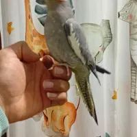 عروس هلندی دستی|پرنده|قلعه نو, |دیوار