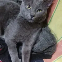 گربه با تمام وسایت تخفیف داره