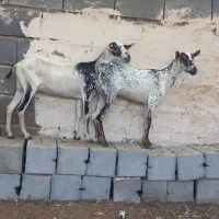 بز صلاله اصلی