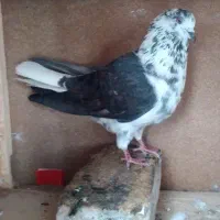 قاره دمسفید