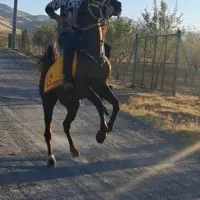 نریان عرب|اسب و تجهیزات اسبسواری|مرند, |دیوار