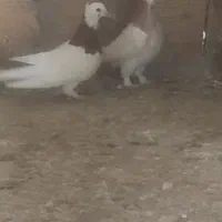 کبوتر رنگی تکپر