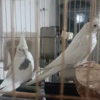 عروس هلندی آلبینو|پرنده|ارومیه, |دیوار