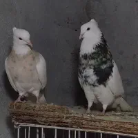 جفت طوقی نسل دار