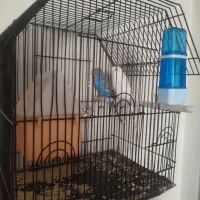 دو عدد مرغ عشق نر و ماده