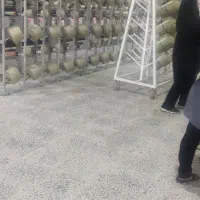 سرشیفت ریسندگی نیروی رینگ لاکنی دولاتاب و مقدمات|استخدام صنعتی، فنی، مهندسی|کاشان, شهرک صنعتی امیرکبیر ۲|دیوار