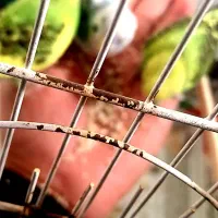 طوطی عروس ومرغ عشق