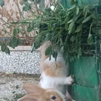 بچه خر گوش زیبا و بازی گوش|موش و خرگوش|نظرآباد, نظرآباد|دیوار