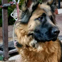 ژرمن وارداتی با مدارک مستند|سگ|ماهدشت, |دیوار