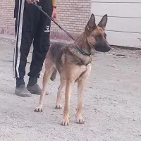 سگ ژرمن مالینویز ماده یکسال و نیمه|سگ|چهارباغ, |دیوار