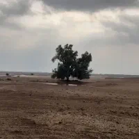 اسب گم شده