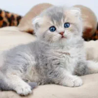 گربه بلوگلدny11/12/25 صورت شامپاینی کد11