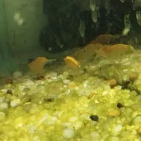 شریمپ . آکواریوم . ماهی .|ماهی|مرودشت, بیست متری بیمارستان|دیوار