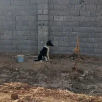 توله قدرجونی|سگ|لنجان, |دیوار