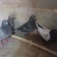 کفتر