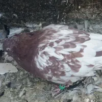 3عدد کبوتر کله سرخ. قره سینه. سینه|پرنده|مشهد, آبکوه|دیوار