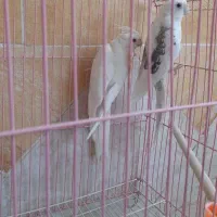 جفت عروس آلبینو مولد