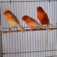 قناری ردفکتور نر بخون|پرنده|تهران, ازگل|دیوار