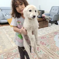 سگ پا کوتاه|سگ|خلیل آباد, |دیوار