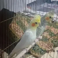 عروس هلندی|پرنده|اهر, |دیوار