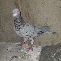 کفتر سرور پرشی