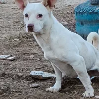 ماده پاکوتاه