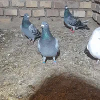 ۵عدد کفتر بازی|پرنده|بیرجند, |دیوار