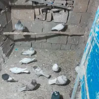 کبوتر اصفهانی، تهرانی  ،کاشانی ،پرشی|پرنده|میمه, |دیوار