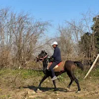 اسب کرد نر۲ساله