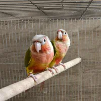 جفت گرینچیک اناناسی