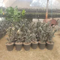 فروش زاموفیلیا|گل و گیاه طبیعی|گلوگاه بابل (گلیا), |دیوار