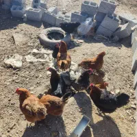 مرغ تخمگذار