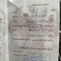 سگ مالتی پو سه ماهه|سگ|پاکدشت, پاکدشت (مامازند)|دیوار