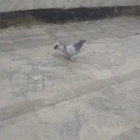 دوتا کفترماده