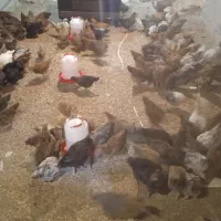 جوجه مرغ محلی|حیوانات مزرعه|تویسرکان, |دیوار