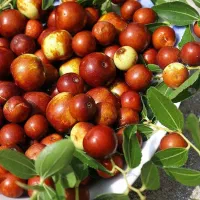 تولید نهال عناب ژاپنی|خدمات باغبانی و درختکاری|ابهر, |دیوار