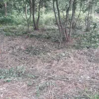 علف زدن|خدمات باغبانی و درختکاری|صومعه‌سرا, |دیوار