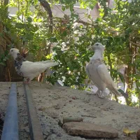 جفت طوقی با نر پشت بلژیکی