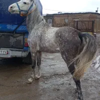 اسب نریون|اسب و تجهیزات اسبسواری|پیرانشهر, |دیوار